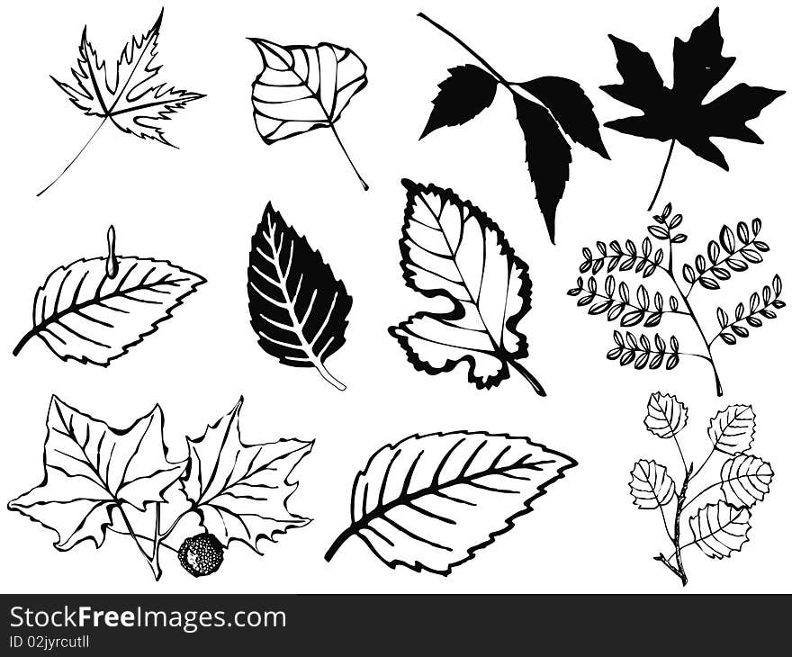 Set of various leaves on a white background. Clip art. Illustration