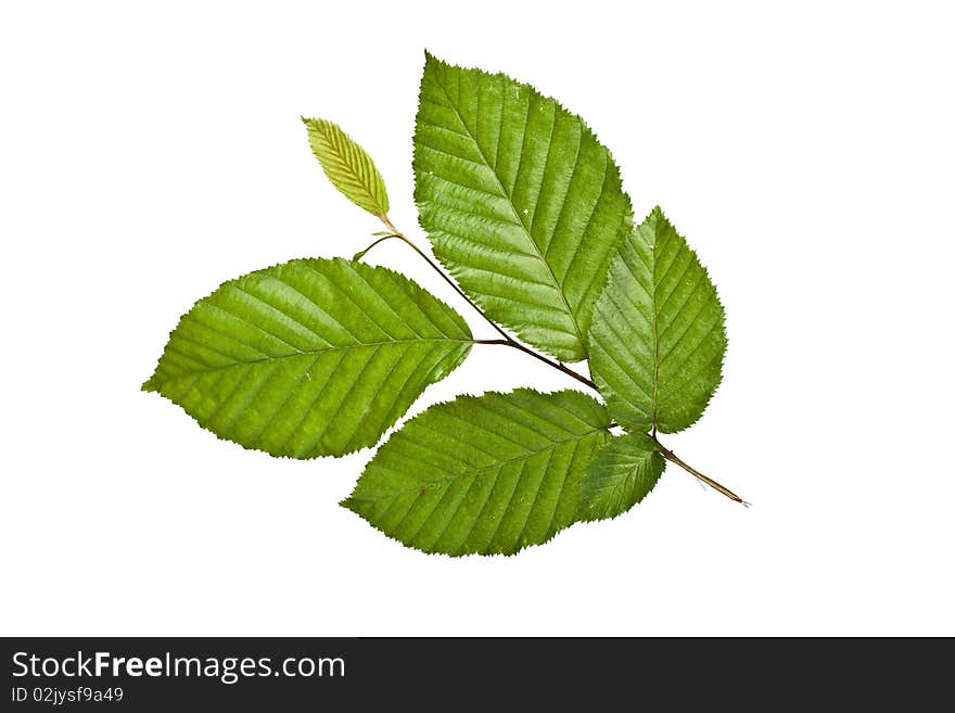 Fresh green leaf on a white background. Fresh green leaf on a white background