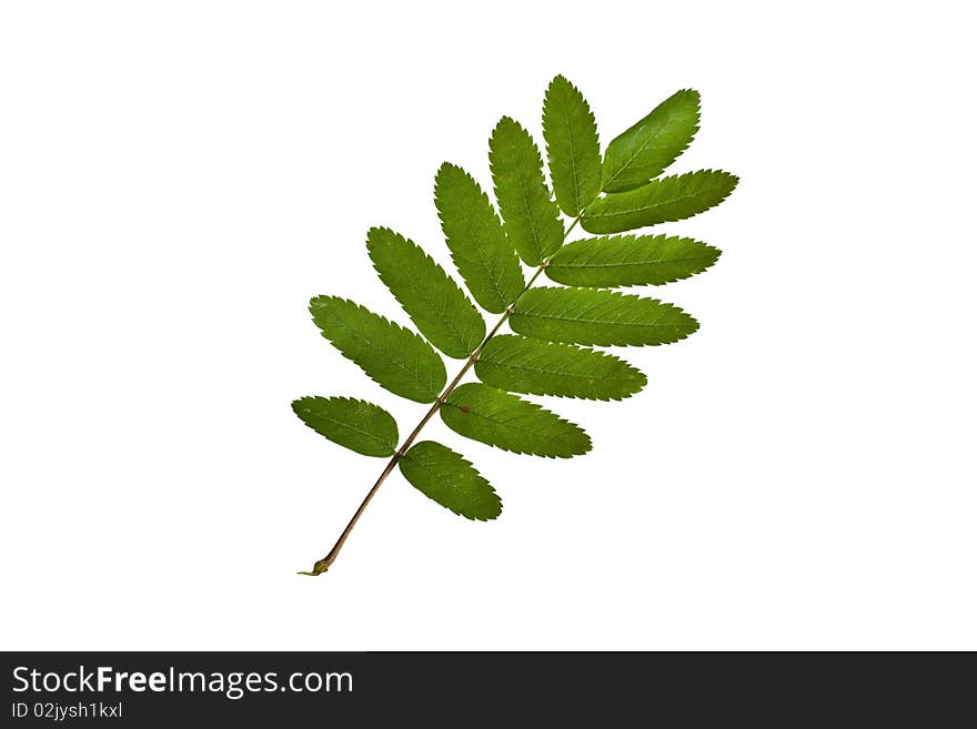 Ash Branch and leaves isolated on white background. Ash Branch and leaves isolated on white background.