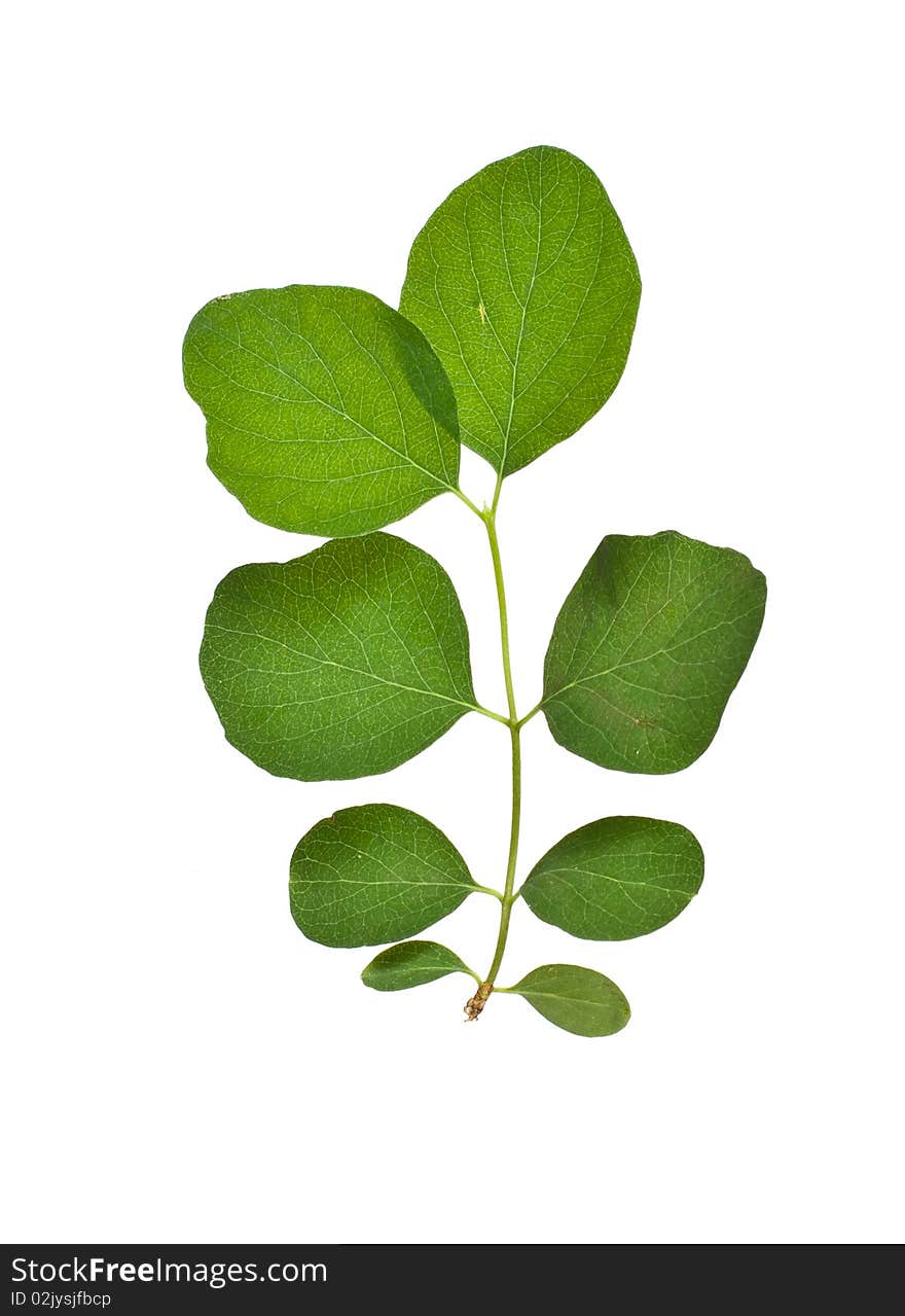 Fresh green leaf on a white background. Fresh green leaf on a white background