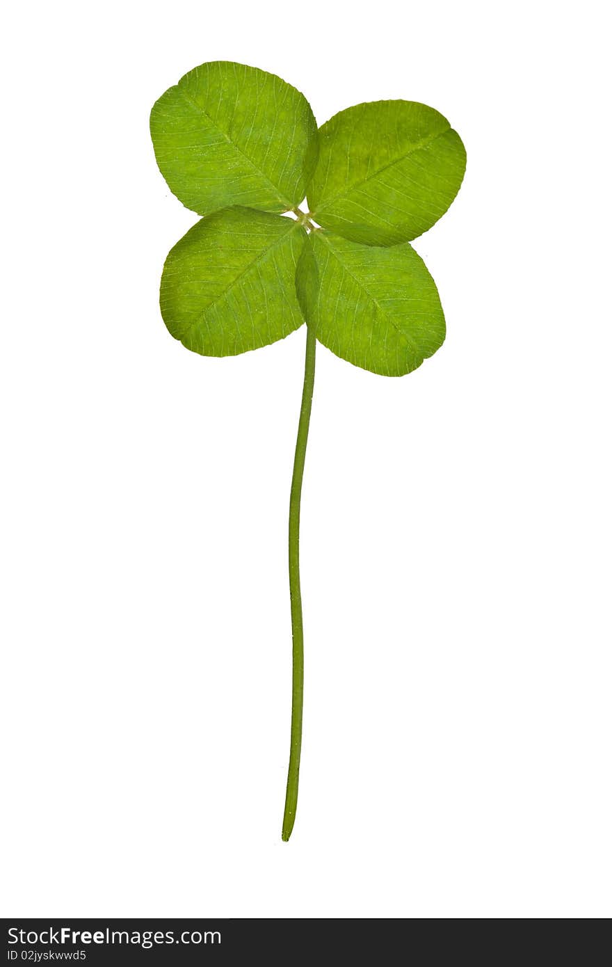 Four Leaf Clover isolated on white