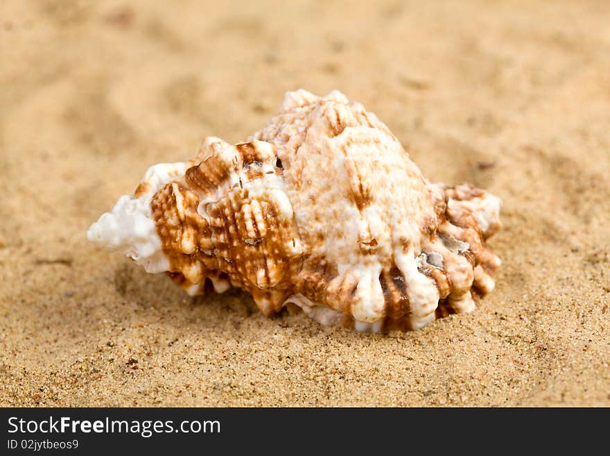 Shell on the beach sand. Shell on the beach sand.