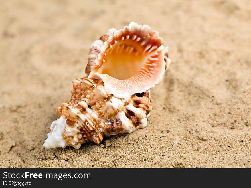 Shell on the beach sand. Shell on the beach sand.