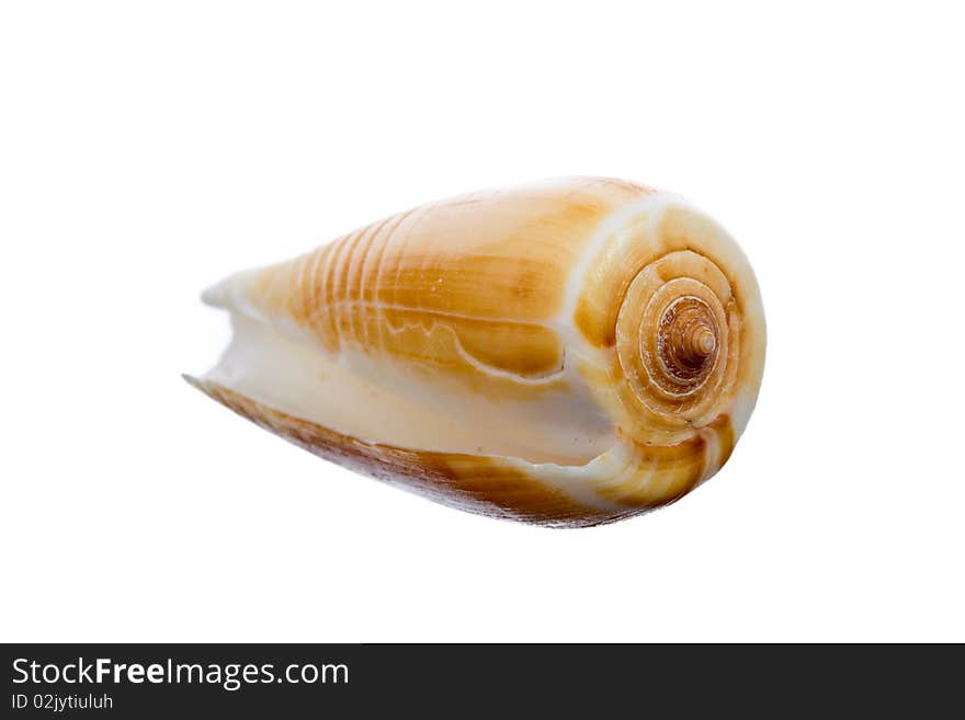 Sea shell