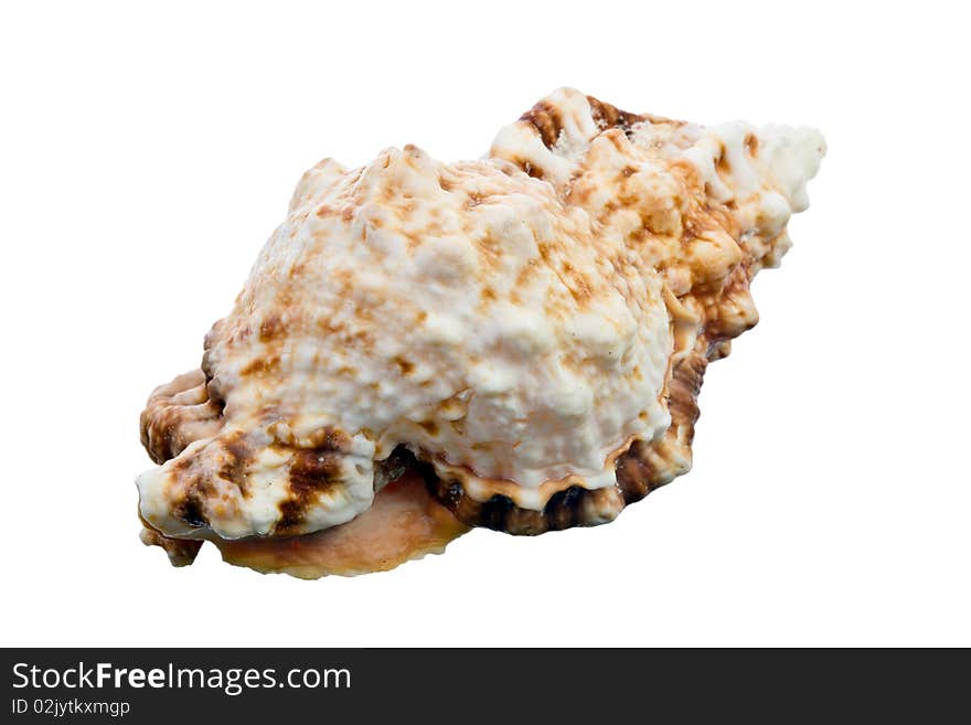 Sea Shell