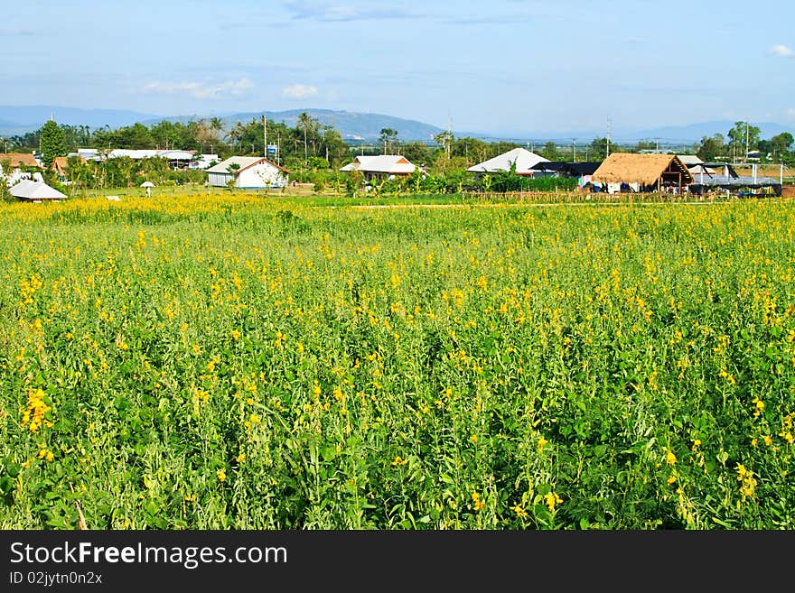 Take in rural farm in Chiangrai Province,Thailand