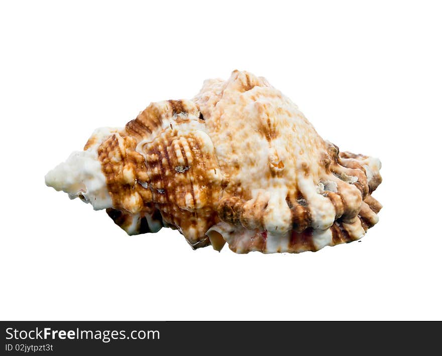 Sea shell