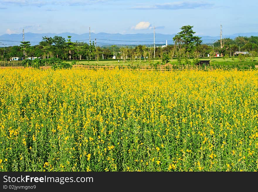 Take in rural farm in Chiangrai Province,Thailand. Take in rural farm in Chiangrai Province,Thailand