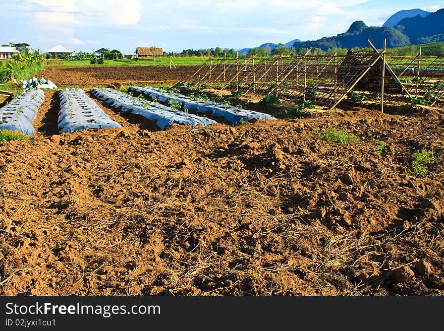 Take in rural farm in Chiangrai Province,Thailand. Take in rural farm in Chiangrai Province,Thailand