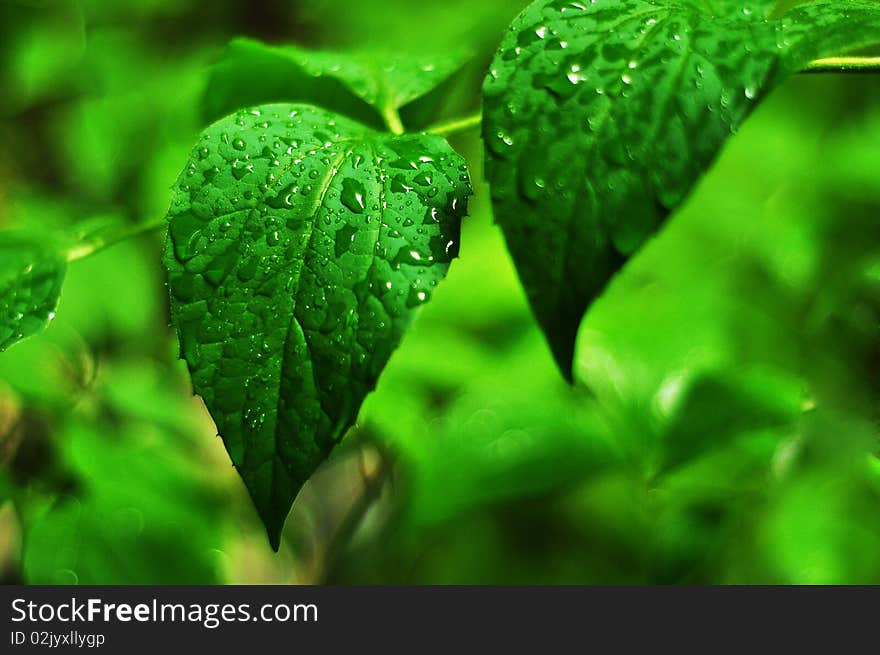 Drops of rain on a silky leaf