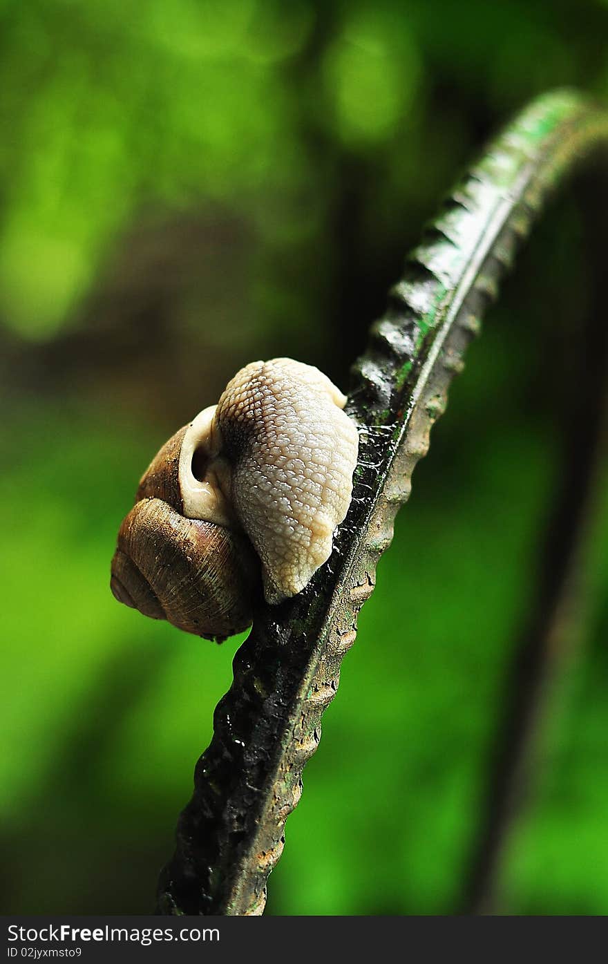 Saturated snail in action on a iron tube