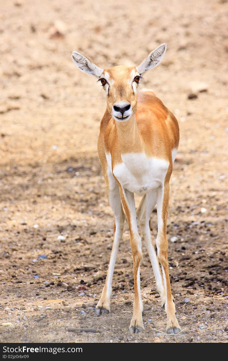 Cute young deer or antelope from a safari zoo