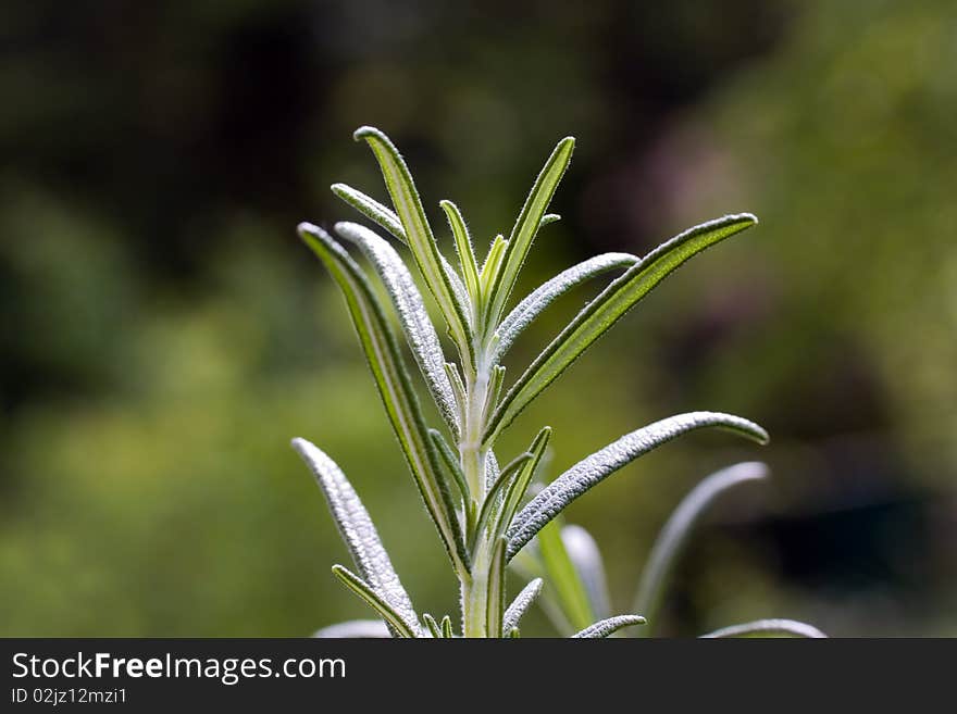 Young Branches Of Rosemary Plant