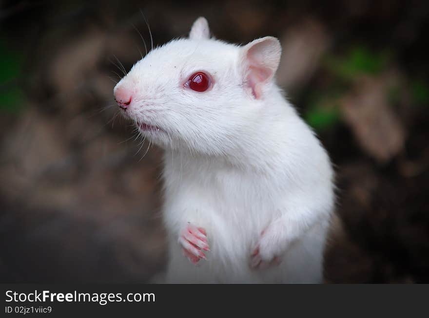 Albino Chipmunk