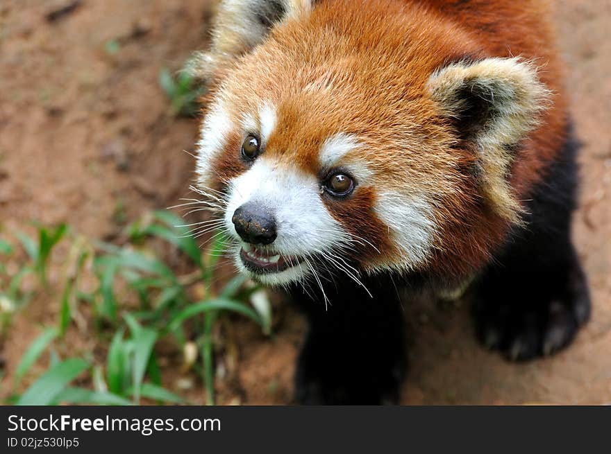 Lovely face of a lesser panda