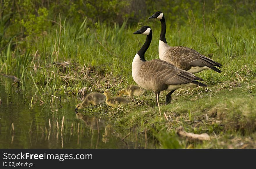 Canadian Geese With Goslings At Rivers Edge