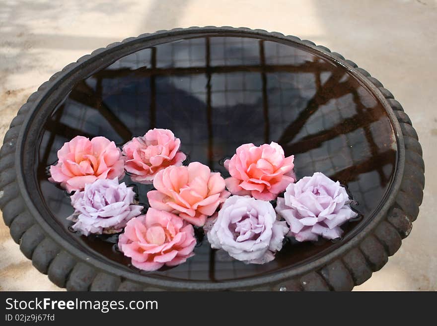 Rose bush, Rosa, bird bath. Rose bush, Rosa, bird bath