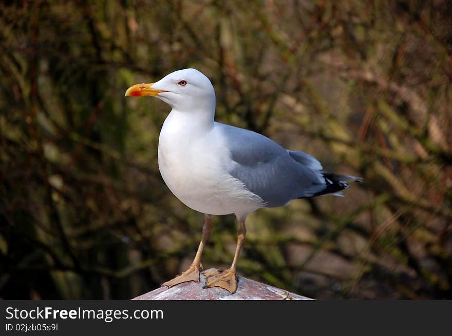 Gull - ZOO Kopecek Olomouc Czech