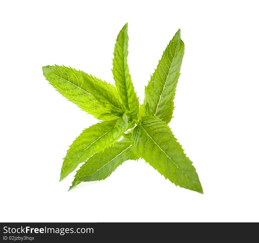 Mint on a white background