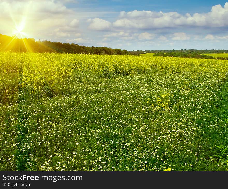 Perfect blue sky and field of camomiles.