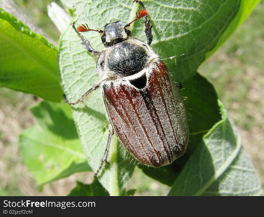 Brown may-bug beetle in leaves sitting