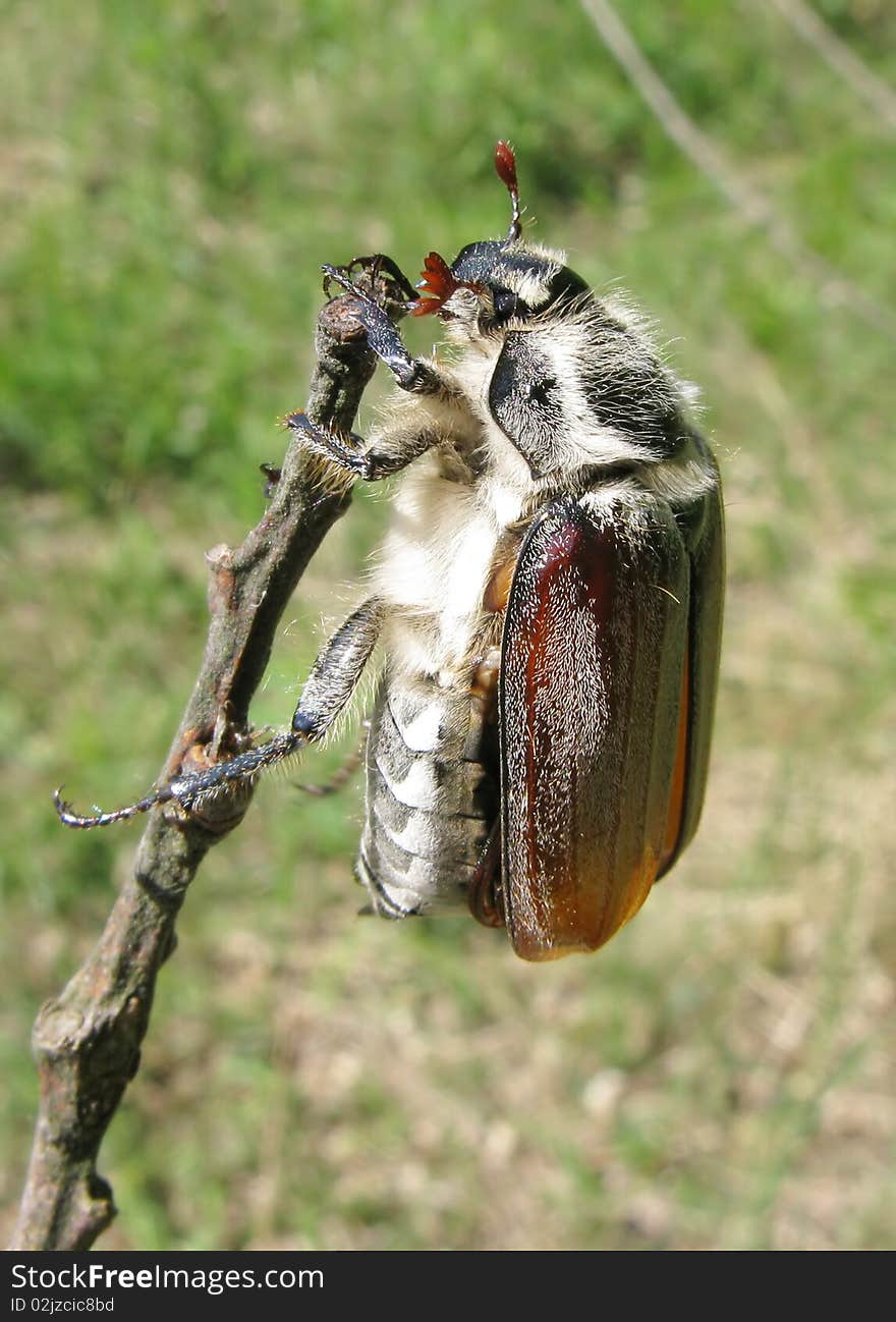 Brown may-bug beetle sitting on stick