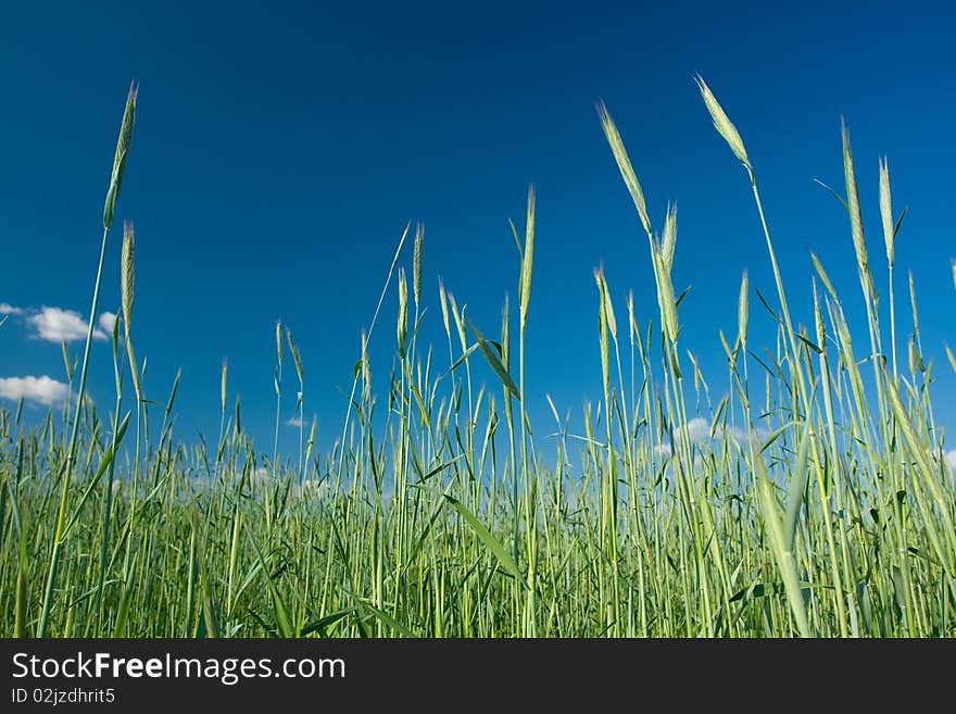 Green corn rye against the blue sky