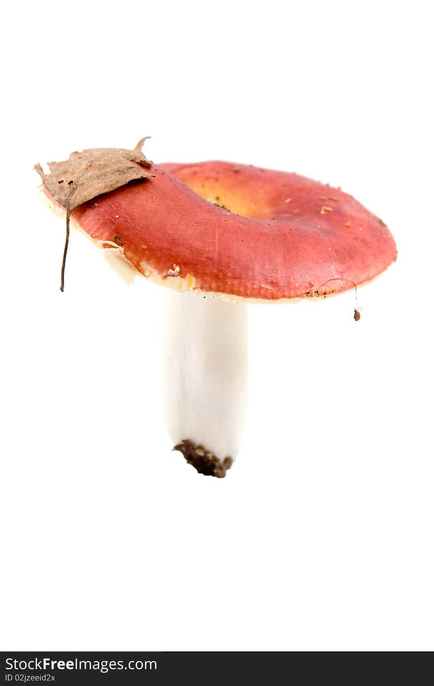 Russula mushroom