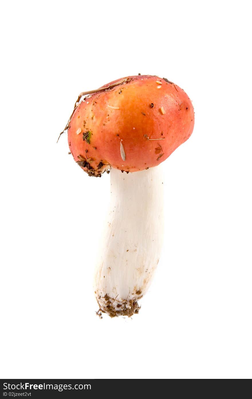 Russula mushroom