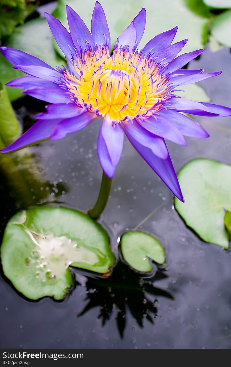 A magenta lotus in small pool