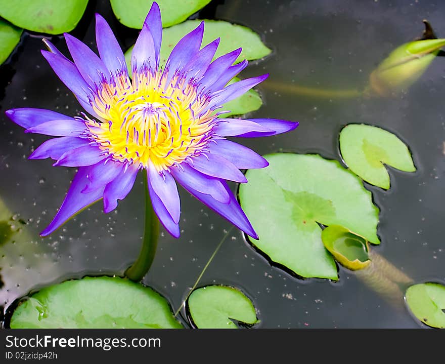 A magenta lotus in small pool