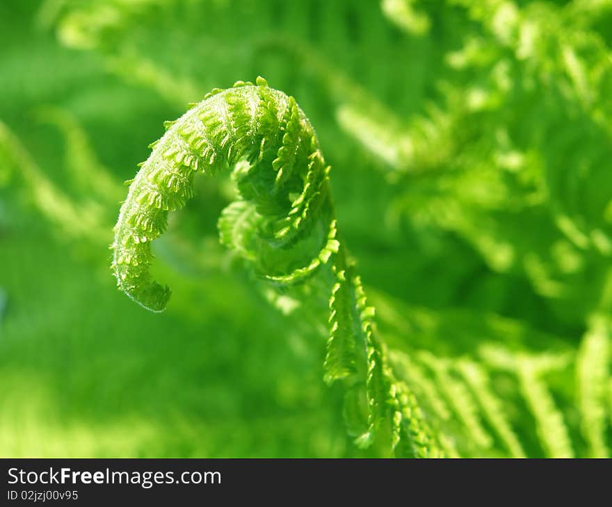 Detail of germination - little green fern. Detail of germination - little green fern