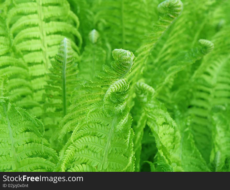 Detail of germination - little green fern. Detail of germination - little green fern