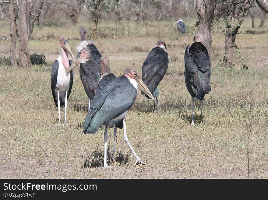 Africa,Seronera,Marabou Stork