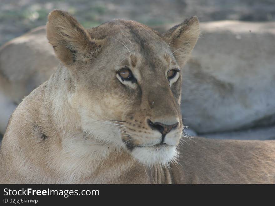 Africa,Tanzania, close up lion at ripose after have eat. Africa,Tanzania, close up lion at ripose after have eat