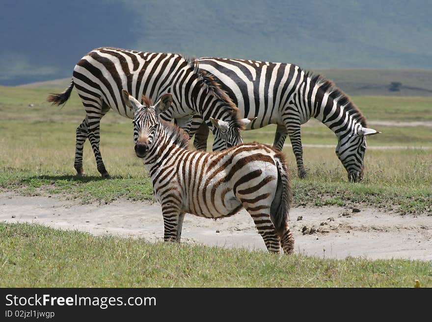 Africa,Ngorongoro reserve zebre of Burchell