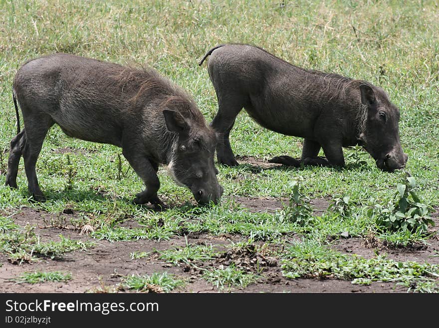 Africa,Tanzania, warthogs to look for tuber. Africa,Tanzania, warthogs to look for tuber