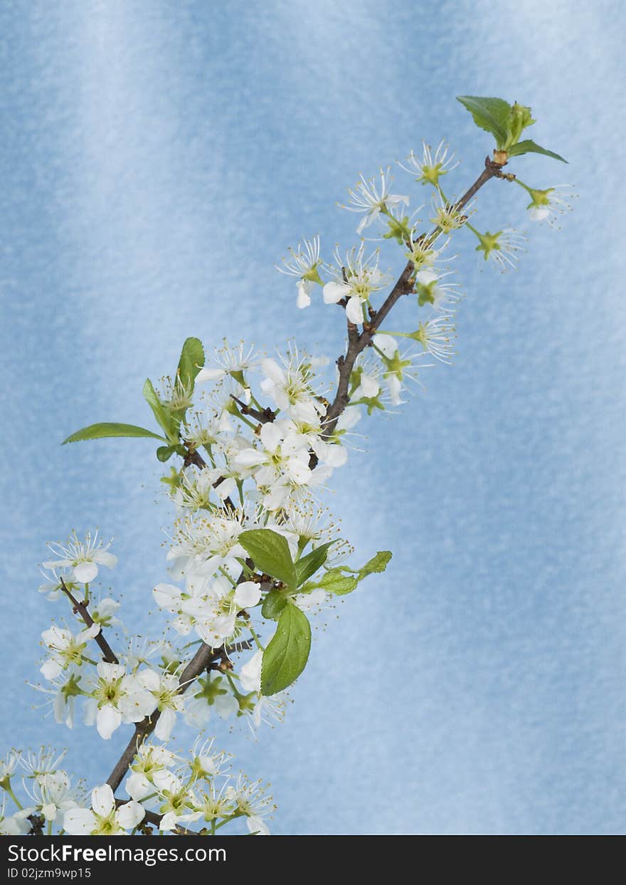 White blackthorn flowers on a blue background