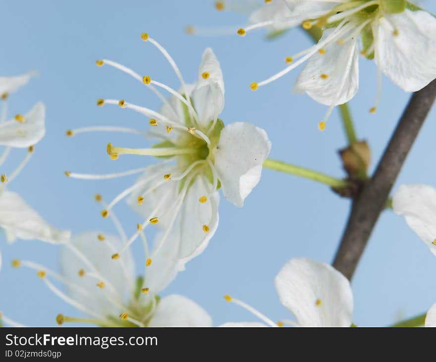 White blackthorn flowers