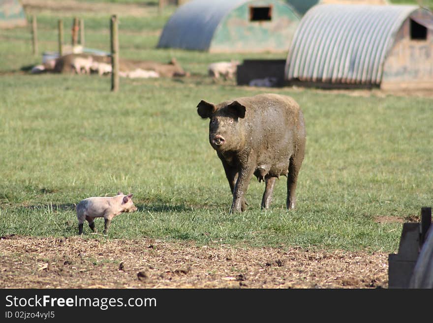 Mother pig protecting her baby pglet. Mother pig protecting her baby pglet