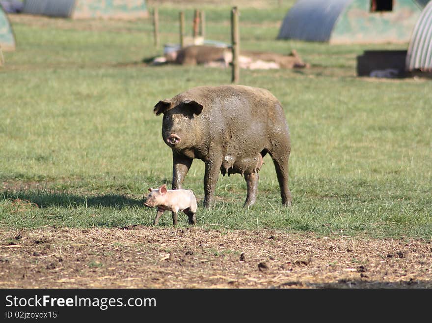 Mother Pig With Her Baby Piglet