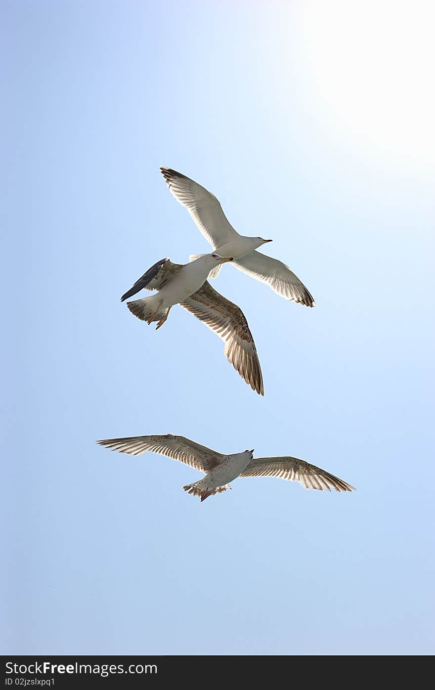 Three Seagulls