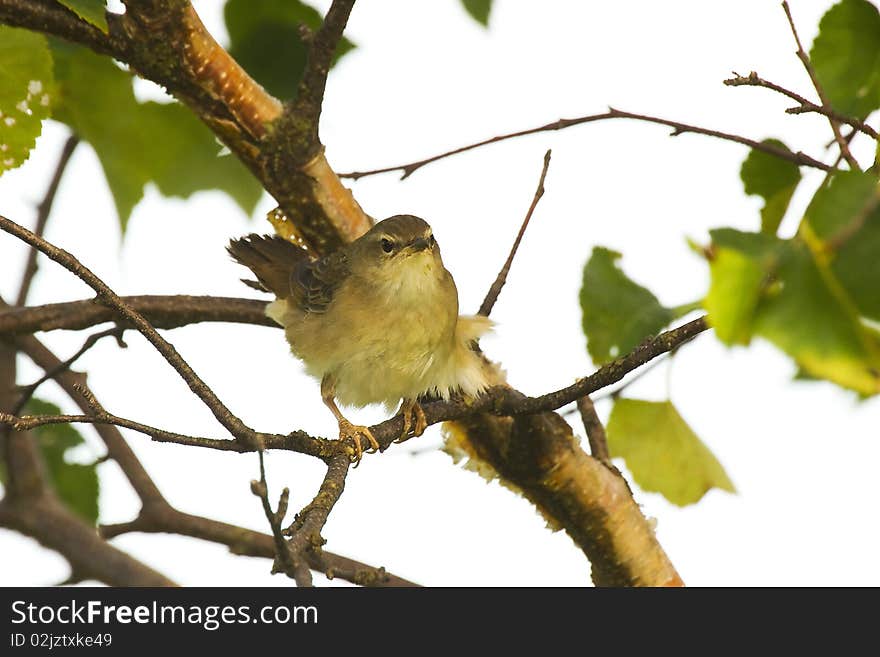 Grasshopper warbler.