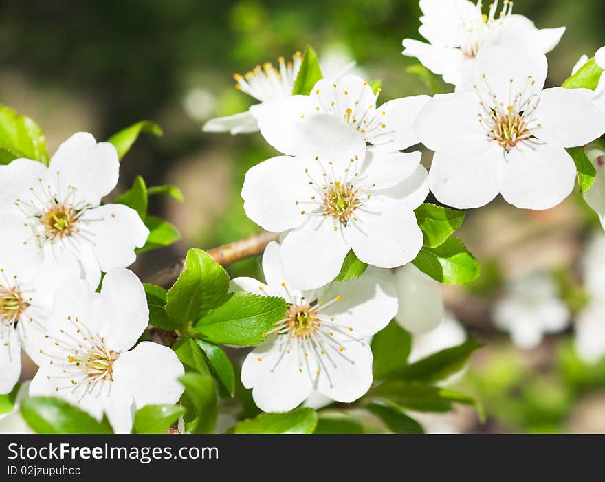 Cherry blossoms in spring closeup. Cherry blossoms in spring closeup