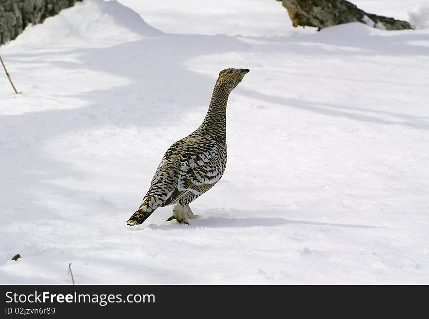 Black-billed capercaillie, the hen.