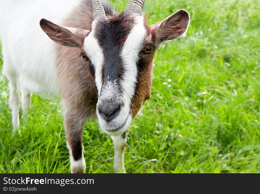 Goat on the spring meadow looks in the camera