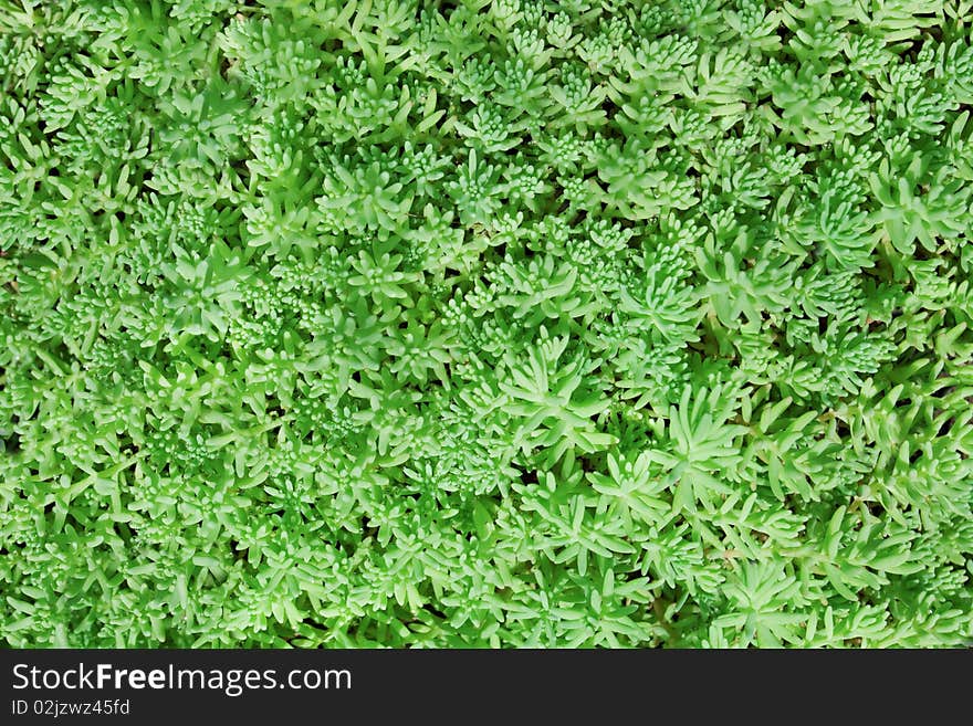 Background green  plant with drops of dew