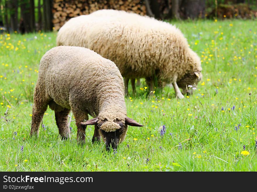 Sheeps