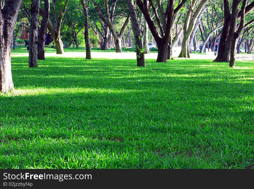 View on beautiful green park in the city