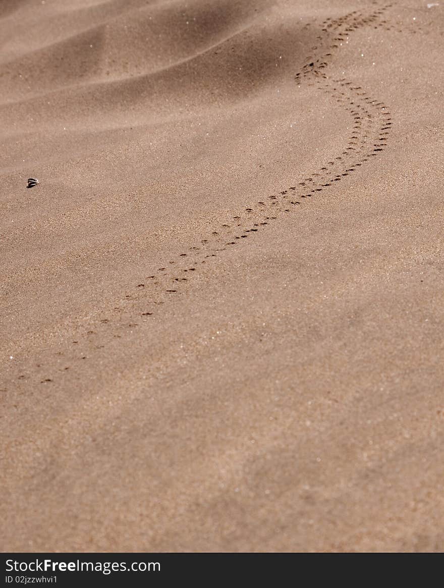 Trail of a beetle in the namib desert. Trail of a beetle in the namib desert